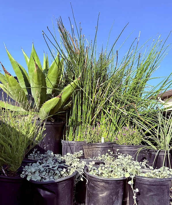 Landscape planting project