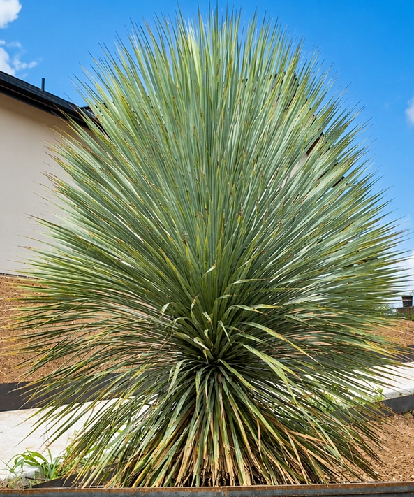 Texas landscape planting